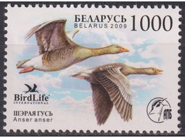 Беларусь. Серый гусь. Почтовая марка 2009г.